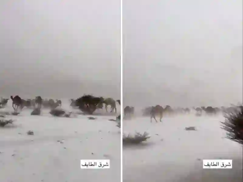 فيديو الجمال تسير على بساط أبيض بعد تساقط الثلوج الكثيف على صحراء السعودية 
