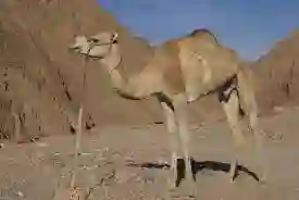 ليش عام 2024 اسمه عام الإبل في السعودية؟ ومن سماه بهذا الاسم؟ 