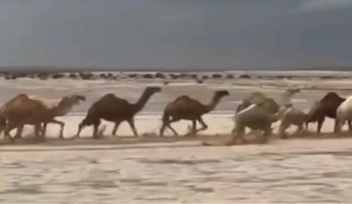 فيديو أكبر حبة برد سقطت على السعودية في الحالة المطرية خلال شهر رمضان 1445 
