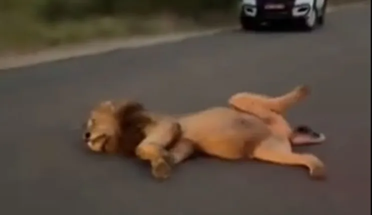 فيديو رهيب لما حصل لأسد أكل زرافة بالكامل بعد أن اصطادها والتهمها بالكامل 