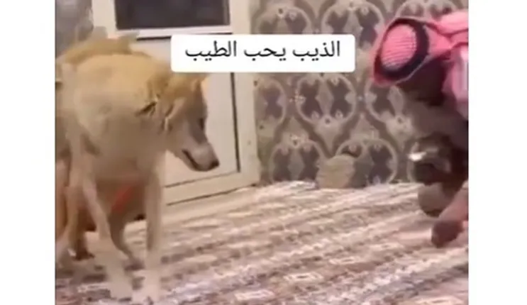فيديو ما حدث لذئاب بعد أن شمت رائحة دهن العود 