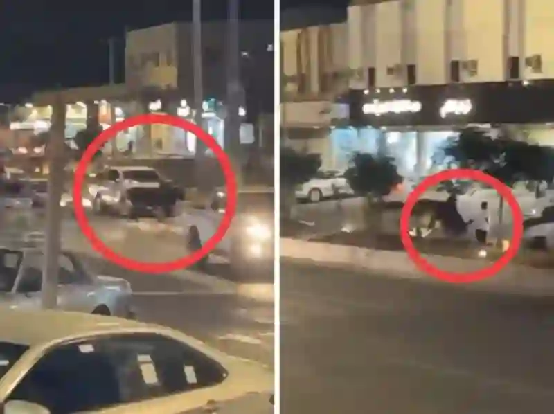 الفيديو الكامل لثور عسير الهائج في أهم شوارع المدينة يعطل المرور وينطح رجال ويطيره في السماء ويصيبه بجروح خطيرة 