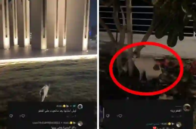 شاهد قط الخبر وحيداً على الكورنيش بعد أن هجرته البطة 