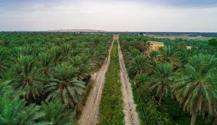 مناظر طبيعية مذهلة من واحة الأحساء ستجعلك تندم لو ما رحتها في رحلة استجمام هادئة 