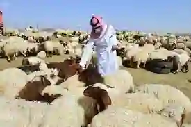 حتي 1600 ريال.. أسعار الضأن والماعز في رمضان 2024