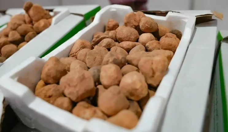الفقع على سفرة الفطور في السعودية في رمضان 1445 موضة جديدة وهذا هو سببها الحقيقي هذا العام بالذات 