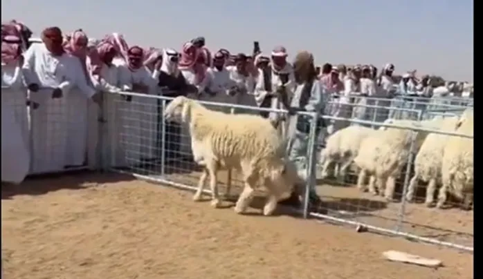 فيديو بيع خروف اليوم في الرياض بسعر 75 ألف ريال وخبير مواشي يكشف سبب سعره المبالغ فيه الهياط ولا شي ثاني؟ 