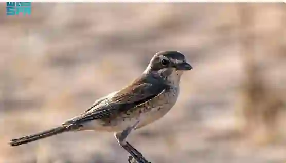 هذا ما نعرفه عن الطائر الأحمر الذي ظهر لأول مرة في سماء السعودية قبل أيام