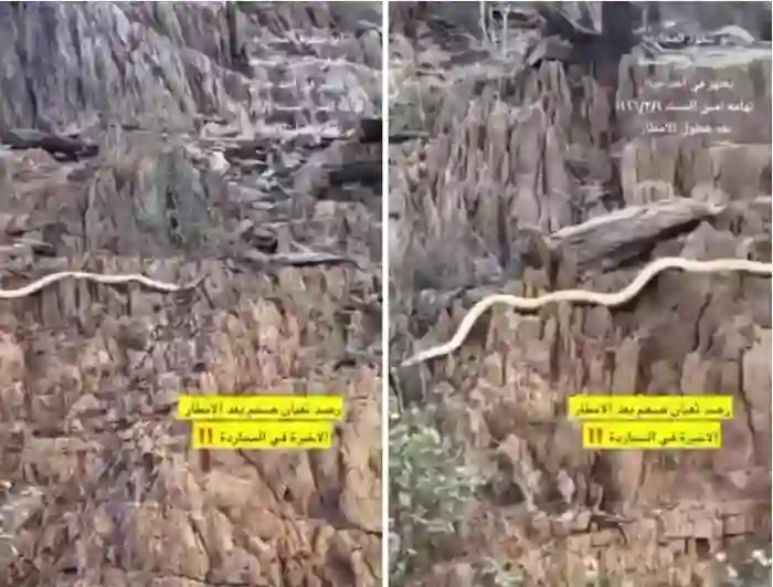 فيديو ظهور الشجاع الاقرع في المجاردة بعد الأمطار الغزيرة 