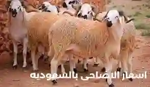 دليل حجز الاضاحي في السعودية 1445 وأسعار النعيمي والحري والنجدي والاسترالي والسواكني 
