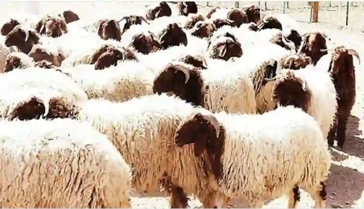 رسمياً: وقف بيع المواشي في السعودية وتطبيق آلية جديدة لبيع المواشي بمختلف أنواعها لحماية المستهلكين من عمليات الغش والاحتيال 