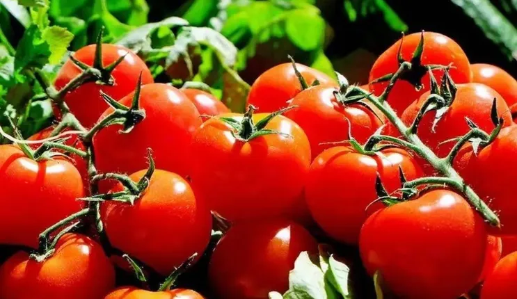 عاجل: سعر الطماطم يصل للضعف في هذه المدن السعودية 