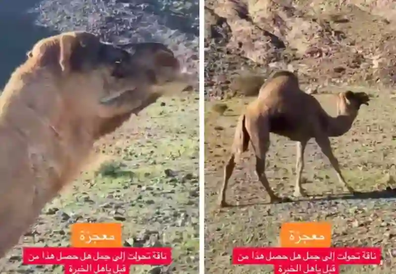 فيديو يكشف الحقيقة الكاملة لتحول ناقة إلى جمل بعد أن ولدت 11 مرة 