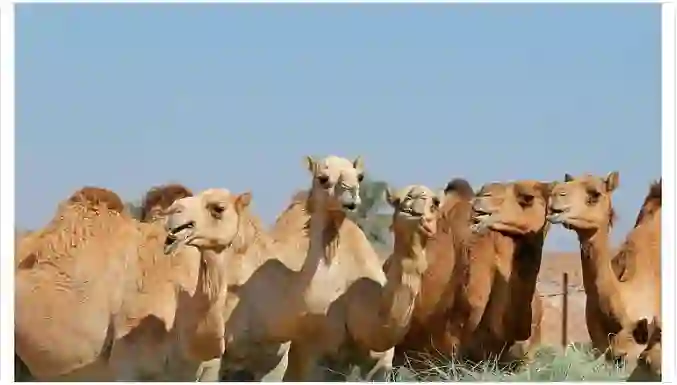 أولها تكلفك غرامة بخمسين ألف ريال.. عقوبة نظام الرفق بالحيوان الجديد في السعودية والحيوانات التي يشملها النظام 