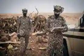 ما هي عقوبة بيع حيوانات بدون تصريح في السعودية؟ هذا ما حدث لمقيم باع ثعلب في الرياض بدون تصريح؟ 