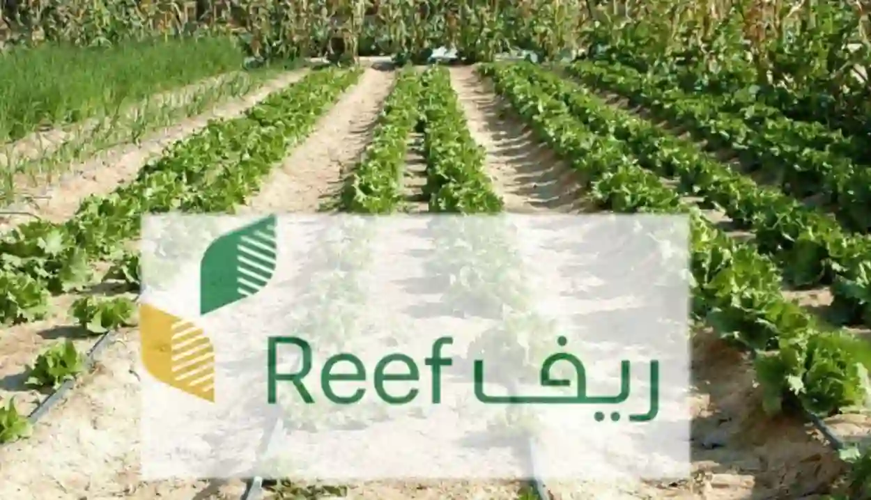 متى ينزل دعم ريف صغار المزارعين لهذا الشهر؟ وكم قيمة الدعم وهل فيه زيادة؟