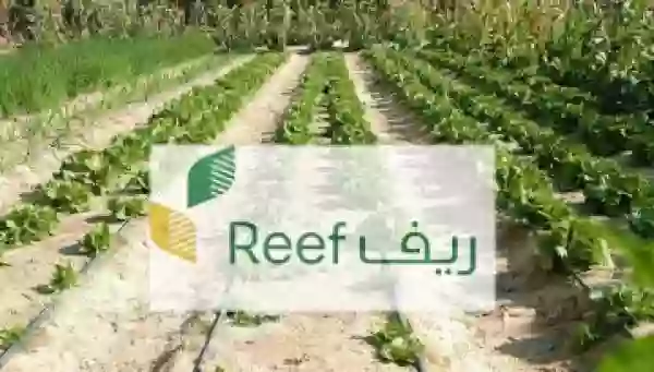 عاجل: تطبيق الأمر الملكي بزيادة دعم الريف ومن هم المشمولين بالزيادة الملكية؟ 