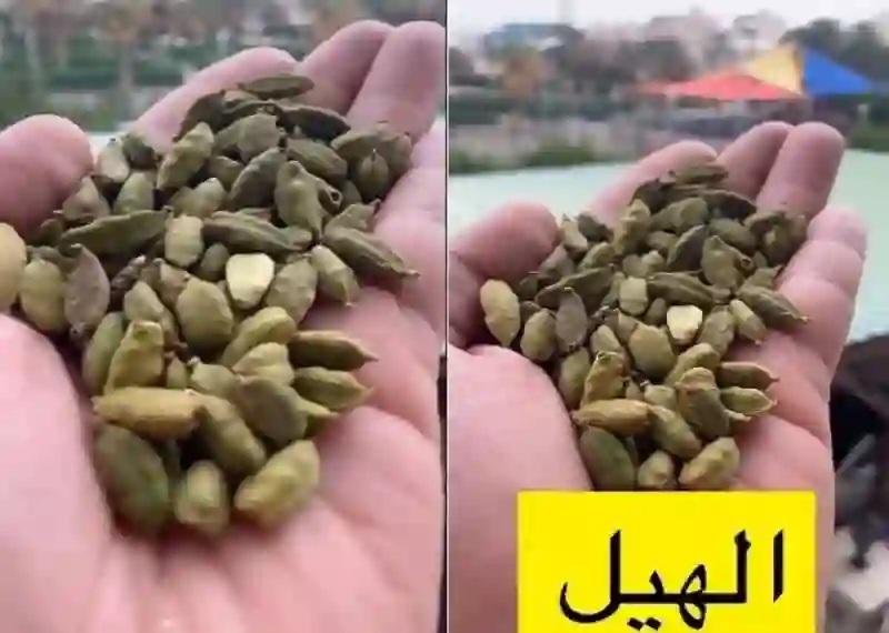 فوائد الهيل للجسم وهل يفقد الهيل فوائدة عند اضافته للقهوة السعودية؟ استشاري يجيب بالتفصيل 