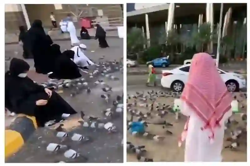 السعودية تعلن بدء تطبيق مخالفات وغرامات على كل من يضع الطعام للحمام والحيوانات على الأرصفة والكشف عن قيمة الغرامة وهل فيها سجن؟ 