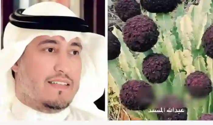 المسند يحدد النباتات الأكثر سمية في السعودية هذه الأيام ويحذر من الاقتراب منها وعلامة واحدة تكشف لو النبات سام 