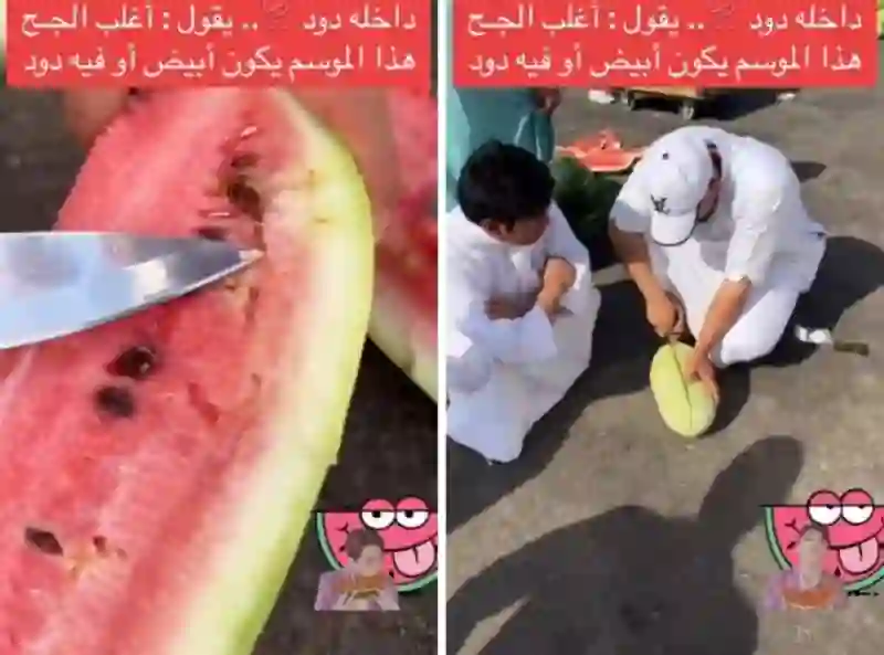 تحذير عاجل في السعودية هذا شكل البطيخ اللي فيه دود احذر تشتريه 