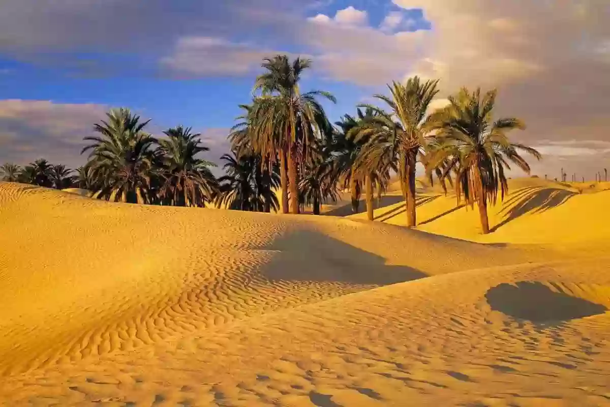 وش أصل قبيلة الجميعات في السعودية؟ 