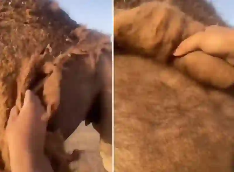فيديو سبحان الله لحظة تغيير الإبل وبرهن مع بداية الصيف